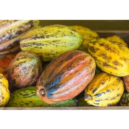 Cocoa Pods Splitting Machine